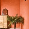 Decor Crane Living | Fern Palm - Short